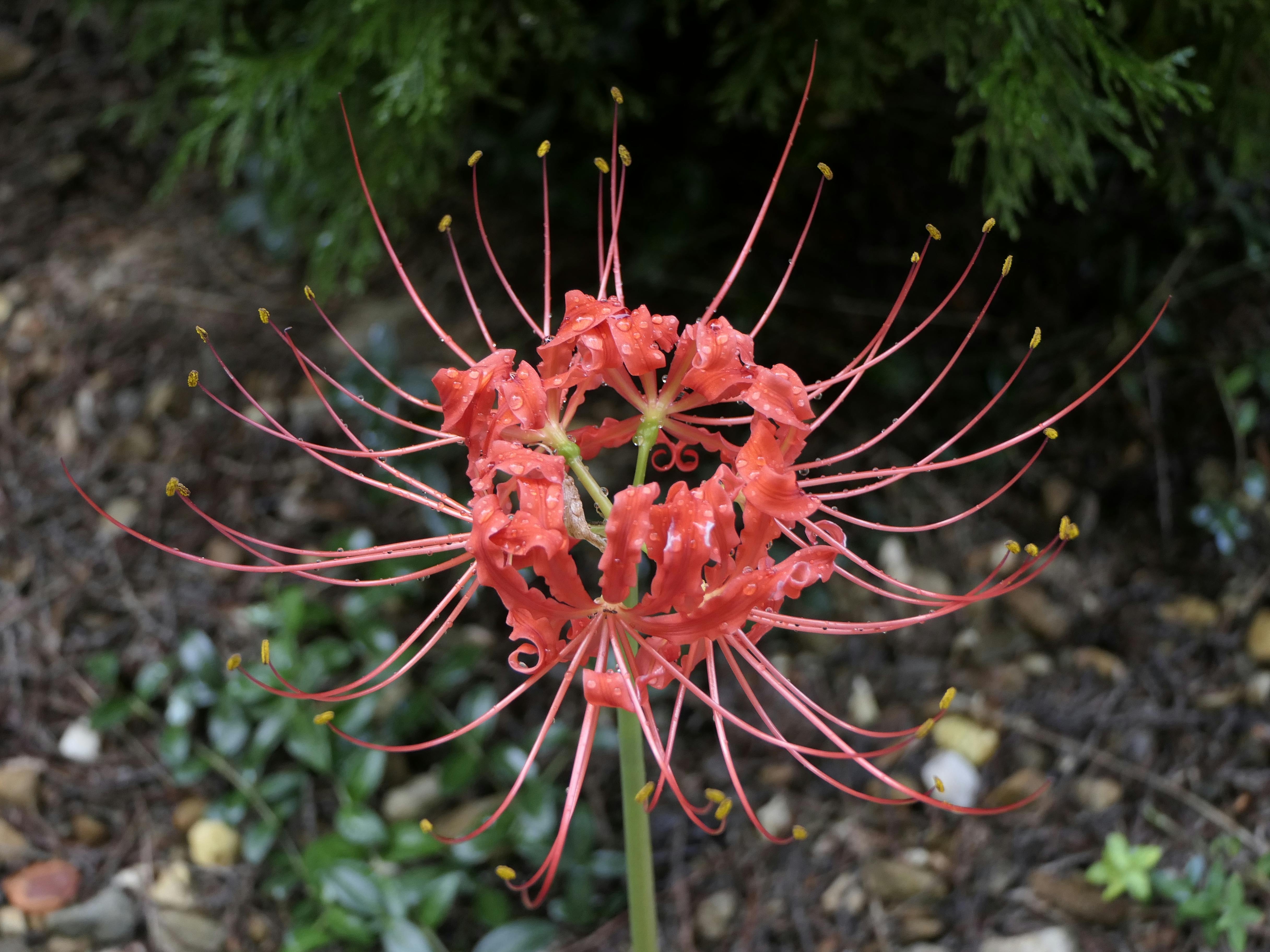 WEB利用率さらに上昇、注文住宅は「来場予約」大幅増